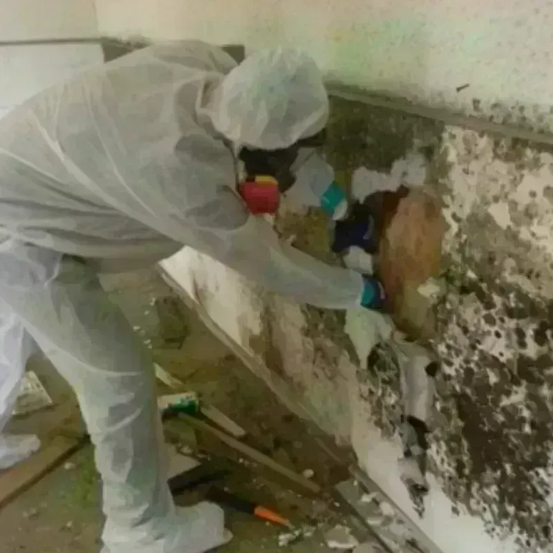 Mold Remediation and Removal in Rockford, AL